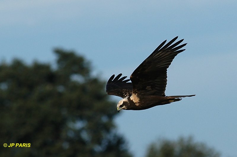 Circus aeruginosus